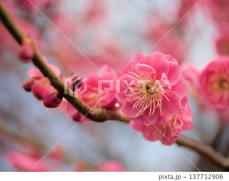 晴れた3月に美しく咲いた紅い梅の花「江南所無(コウナンショム)」 晴れた3月に美しく咲いた紅い梅の花「江南所無(コウナンショム)」 137712906