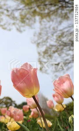 青空に映えるピンクのチューリップ 137712984