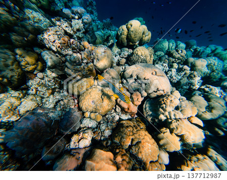 Plectorhinchus vittatus in a coral reef environment 137712987