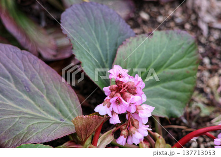 ヒマラヤユキノシタの花／濃いピンクの早春の植物 137713053