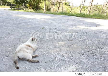 夏の木陰で休む野良猫と静かな路地の風景。 夏の木陰で休む野良猫と静かな路地の風景。 137713066