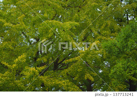 Osaka, Japan - Sep 22 2024, Panoramic view of the green trees in the park around Osaka Castle, on a rainy day, at daytime, Osaka, Japan 137713241