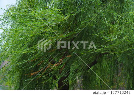 Osaka, Japan - Sep 22 2024, Panoramic view of the green trees in the park around Osaka Castle, on a rainy day, at daytime, Osaka, Japan 137713242
