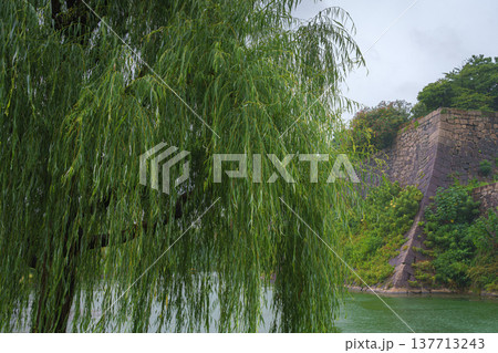 Osaka, Japan - Sep 22 2024, Panoramic view of the green trees in the park around Osaka Castle, with fortress wall on a background, on a rainy day, at daytime, Osaka, Japan 137713243