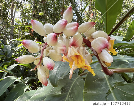 Shell ginger (lat.- Alpinia zerumbet) Shell ginger (lat.- Alpinia zerumbet) 137713415