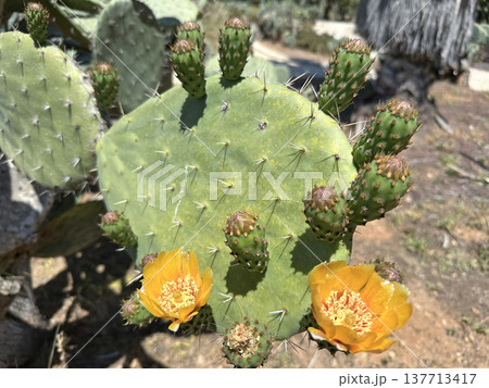 Blossom prickly pear cactus (lat.- Opuntia) Blossom prickly pear cactus (lat.- Opuntia) 137713417