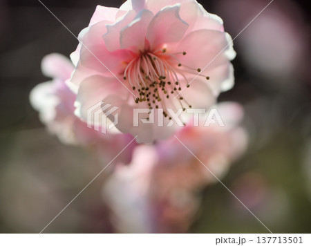3月に美しく咲いたピンク色の梅の花「新平家(シンヘイケ)」 3月に美しく咲いたピンク色の梅の花「新平家(シンヘイケ)」 137713501