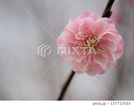 3月に美しく咲いたピンク色の梅の花「新平家(シンヘイケ)」 3月に美しく咲いたピンク色の梅の花「新平家(シンヘイケ)」 137713503