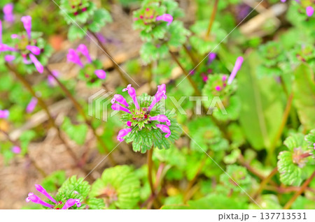 仏の座 野の花 仏の座 野の花 137713531