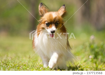 公園を散歩するパピヨン 137713568