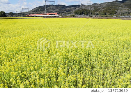 菜の花畑を快走する近鉄伊勢志摩ライナー 菜の花畑を快走する近鉄伊勢志摩ライナー 137713689