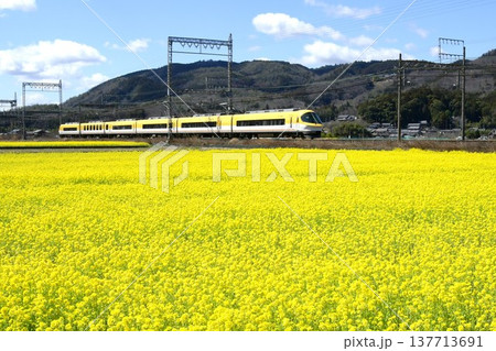 菜の花畑を快走する近鉄伊勢志摩ライナー 137713691
