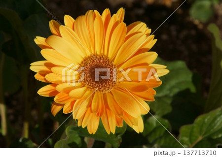 ガザニア ガザニア 137713710