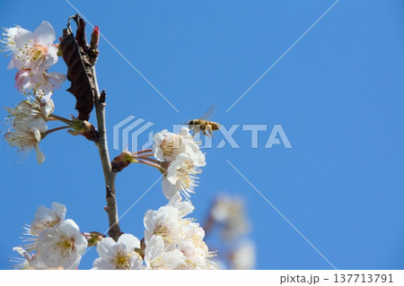 桜の蜜を吸うミツバチ 137713791