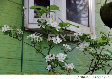 ヒメリンゴ姫リンゴ姫林檎 137713792