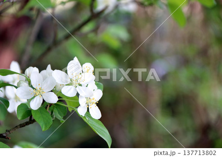 ヒメリンゴ姫リンゴ姫林檎 137713802