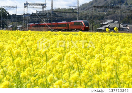 菜の花畑を快走する近鉄特急ひのとり 菜の花畑を快走する近鉄特急ひのとり 137713843