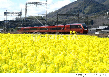 菜の花畑を快走する近鉄特急ひのとり 菜の花畑を快走する近鉄特急ひのとり 137713844