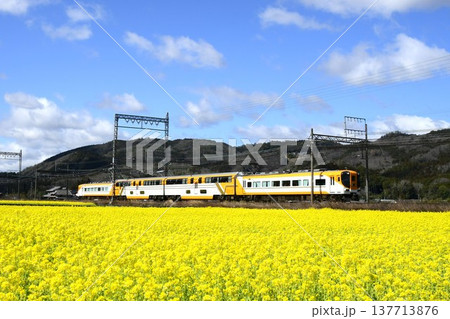 菜の花畑を快走する近鉄特急バスタカー 137713876
