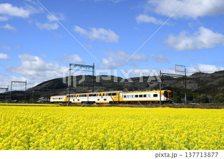 菜の花畑を快走する近鉄特急バスタカー 137713877
