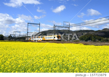 菜の花畑を快走する近鉄特急バスタカー 菜の花畑を快走する近鉄特急バスタカー 137713879