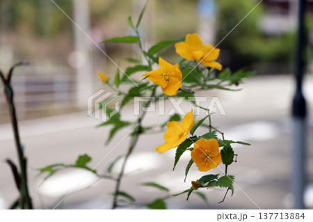 咲いたヤマブキ山吹 137713884