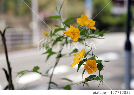 咲いたヤマブキ山吹 137713885