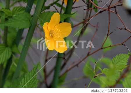 咲いたヤマブキ山吹 137713892