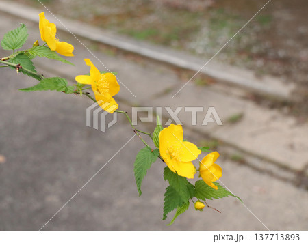 咲いたヤマブキ山吹 咲いたヤマブキ山吹 137713893