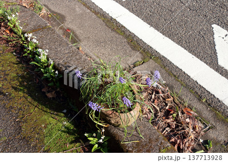ムスカリ鉢植え花 137713928