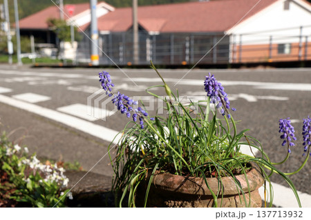 ムスカリ鉢植え花 ムスカリ鉢植え花 137713932