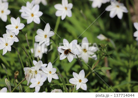 ハナニラの花とハナバチ 137714044