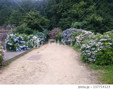 香川県観音寺市の藤目山の麓、岩鍋池の畔にある神社で、あじさいの宮、アジサイ神社とも呼ばれる粟井神社 137714123