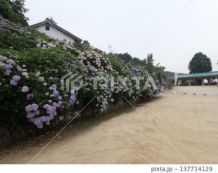 香川県観音寺市の藤目山の麓、岩鍋池の畔にある神社で、あじさいの宮、アジサイ神社とも呼ばれる粟井神社 137714129