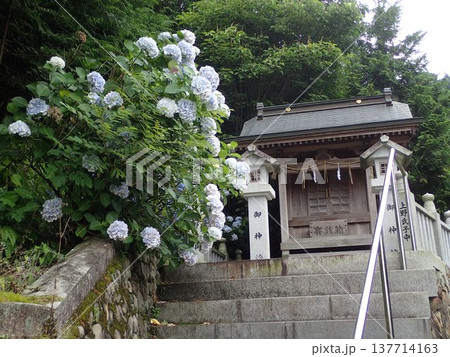 香川県観音寺市の藤目山の麓、岩鍋池の畔にある神社で、あじさいの宮、アジサイ神社とも呼ばれる粟井神社 香川県観音寺市の藤目山の麓、岩鍋池の畔にある神社で、あじさいの宮、アジサイ神社とも呼ばれる粟井神社 137714163
