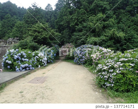 香川県観音寺市の藤目山の麓、岩鍋池の畔にある神社で、あじさいの宮、アジサイ神社とも呼ばれる粟井神社 137714171