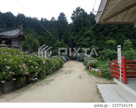 香川県観音寺市の藤目山の麓、岩鍋池の畔にある神社で、あじさいの宮、アジサイ神社とも呼ばれる粟井神社 137714174