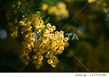 ミモザの花 137714194