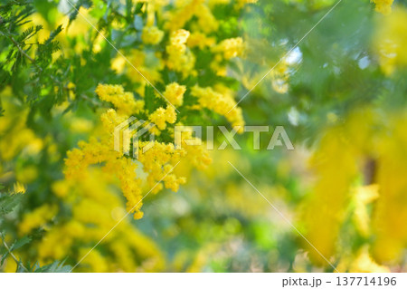 ミモザの花 137714196