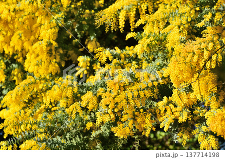黄色いミモザの花 黄色いミモザの花 137714198