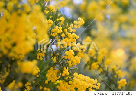 ミモザの花 ミモザの花 137714199