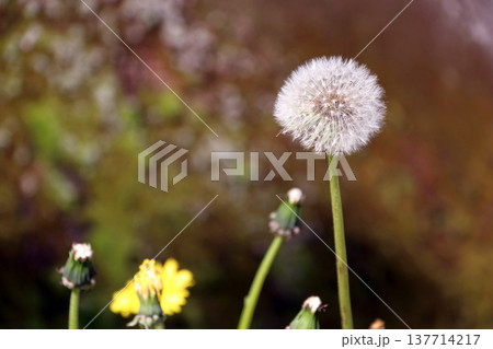 タンポポ歩道で見つけた 137714217