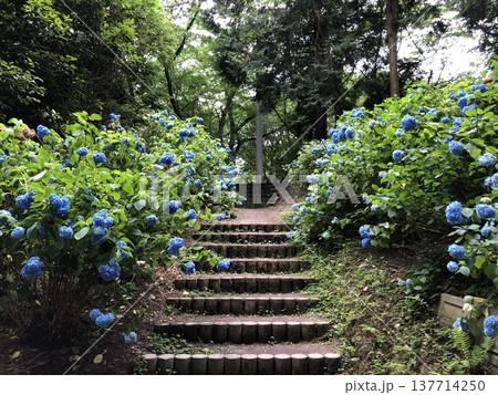 香川県観音寺市の藤目山の麓、岩鍋池の畔にある神社で、あじさいの宮、アジサイ神社とも呼ばれる粟井神社 137714250
