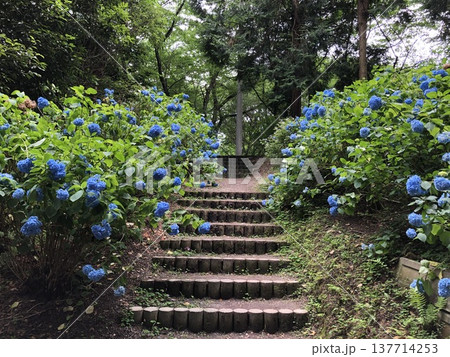 香川県観音寺市の藤目山の麓、岩鍋池の畔にある神社で、あじさいの宮、アジサイ神社とも呼ばれる粟井神社 香川県観音寺市の藤目山の麓、岩鍋池の畔にある神社で、あじさいの宮、アジサイ神社とも呼ばれる粟井神社 137714253