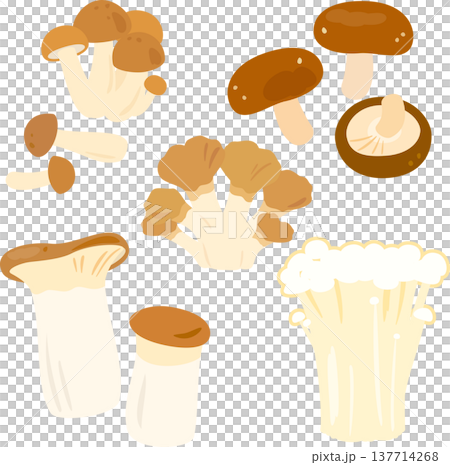 食用キノコのイラストセット 食用キノコのイラストセット 137714268