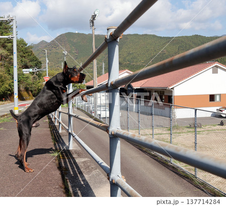 ドーベルマン・ピンシャー、ドーベルマン・ピンシェル ドーベルマン・ピンシャー、ドーベルマン・ピンシェル 137714284