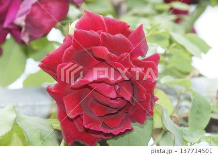 バラ 137714501