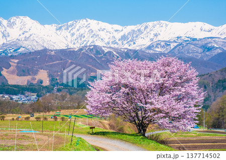 野平の一本桜 野平の一本桜 137714502