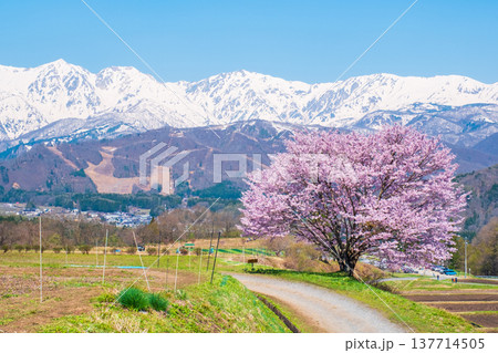 野平の一本桜 野平の一本桜 137714505