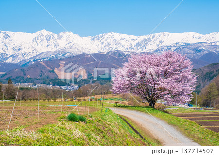 野平の一本桜 137714507